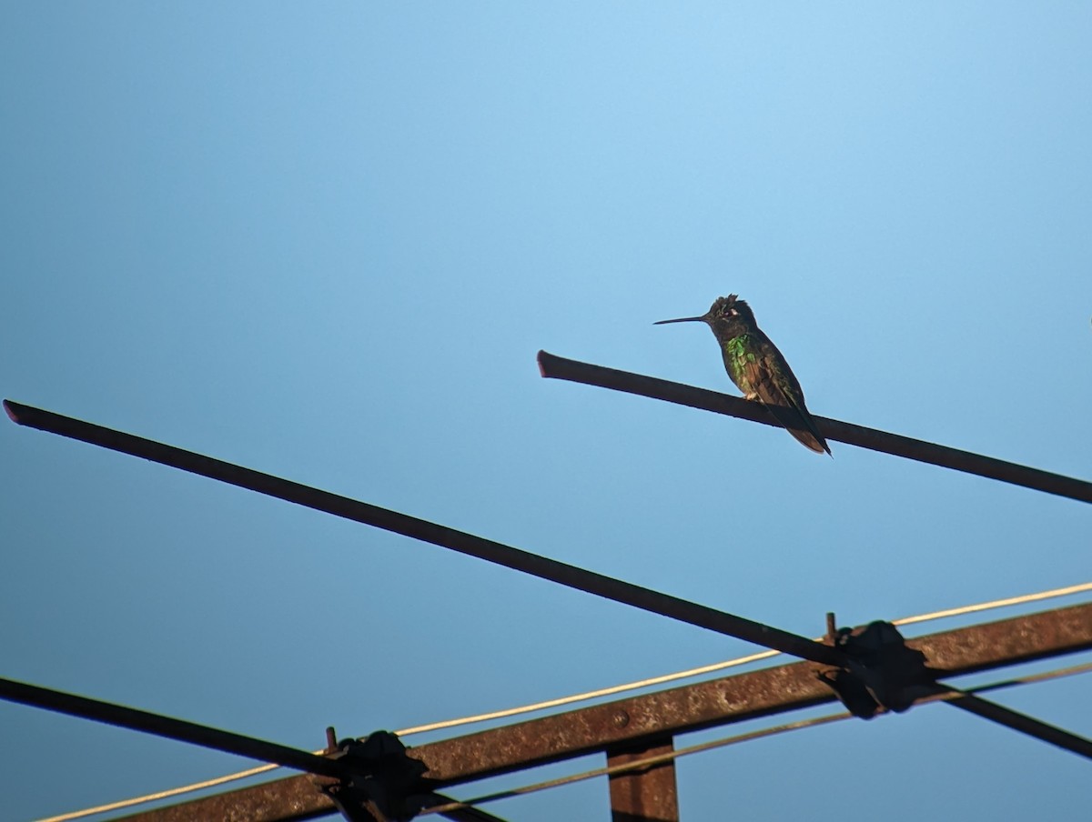 Rivoli's Hummingbird - ML616221728