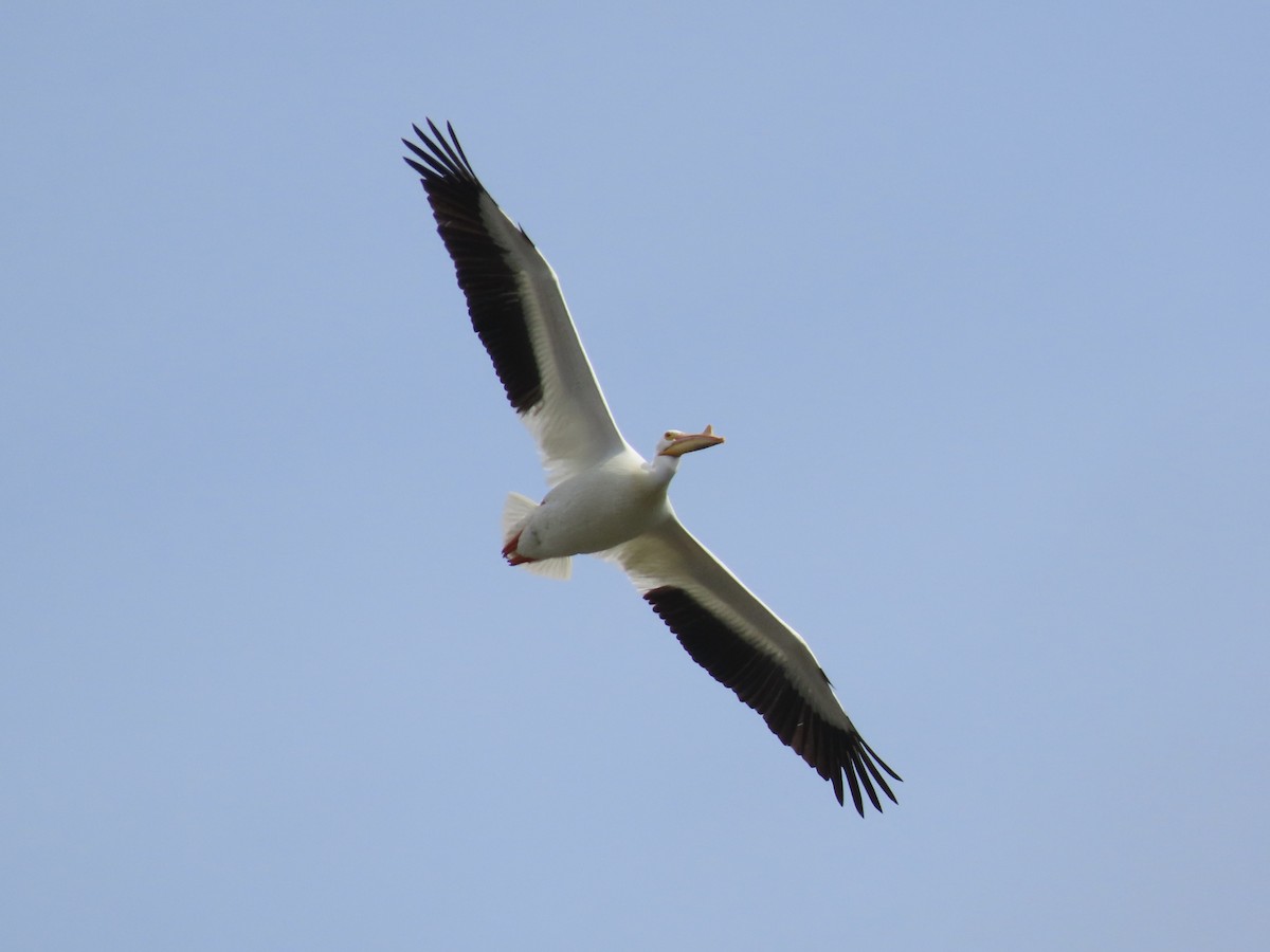 American White Pelican - ML616221748