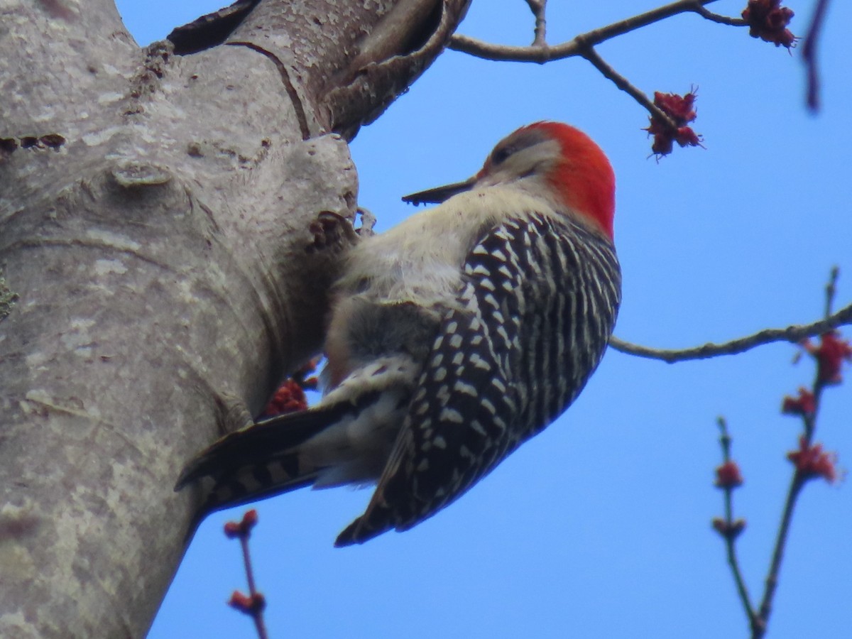 Red-bellied Woodpecker - ML616221932