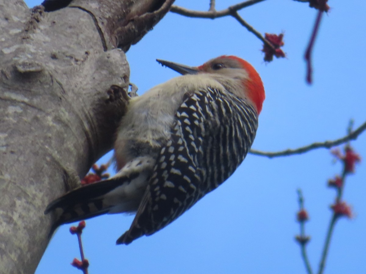 Red-bellied Woodpecker - Horst Onken
