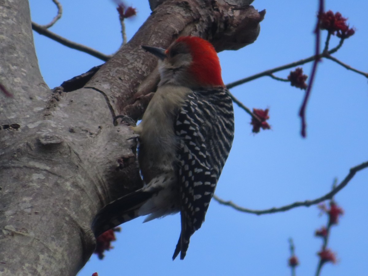 Red-bellied Woodpecker - ML616221934