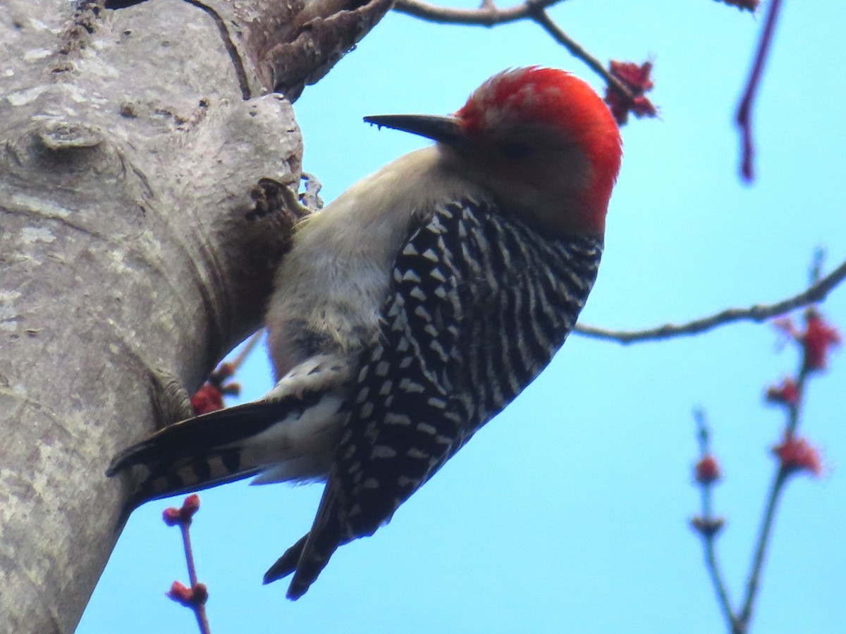 Red-bellied Woodpecker - ML616221936