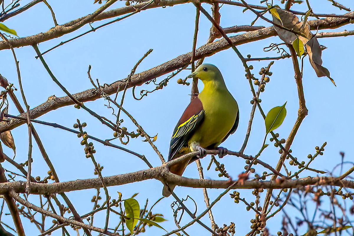 Gray-fronted Green-Pigeon - ML616221969