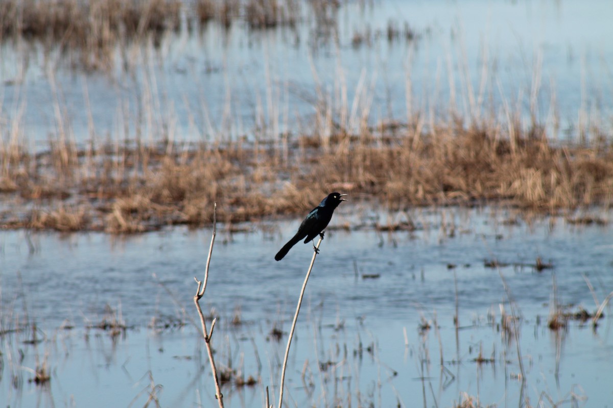 Boat-tailed Grackle - ML616222030