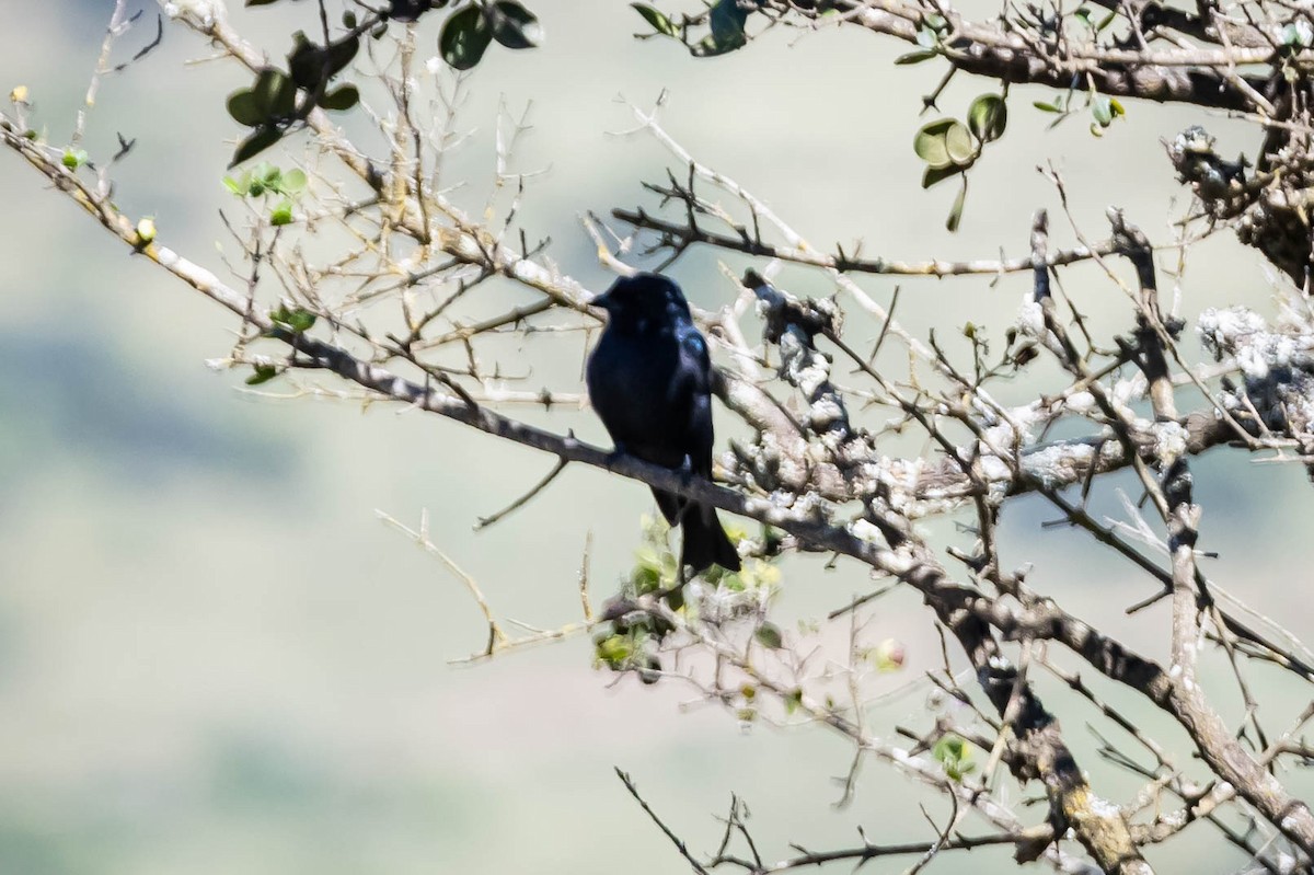 Square-tailed Drongo - ML616222135