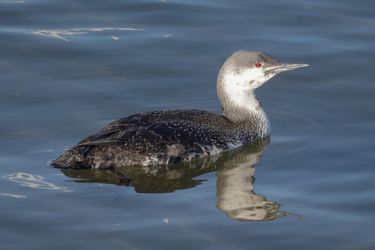Red-throated Loon - ML616222663