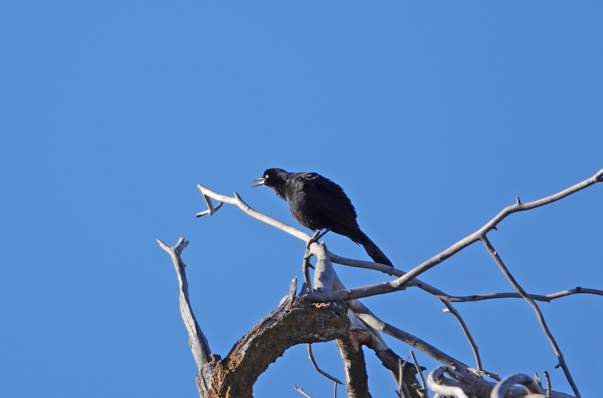 Great-tailed Grackle - ML616222715