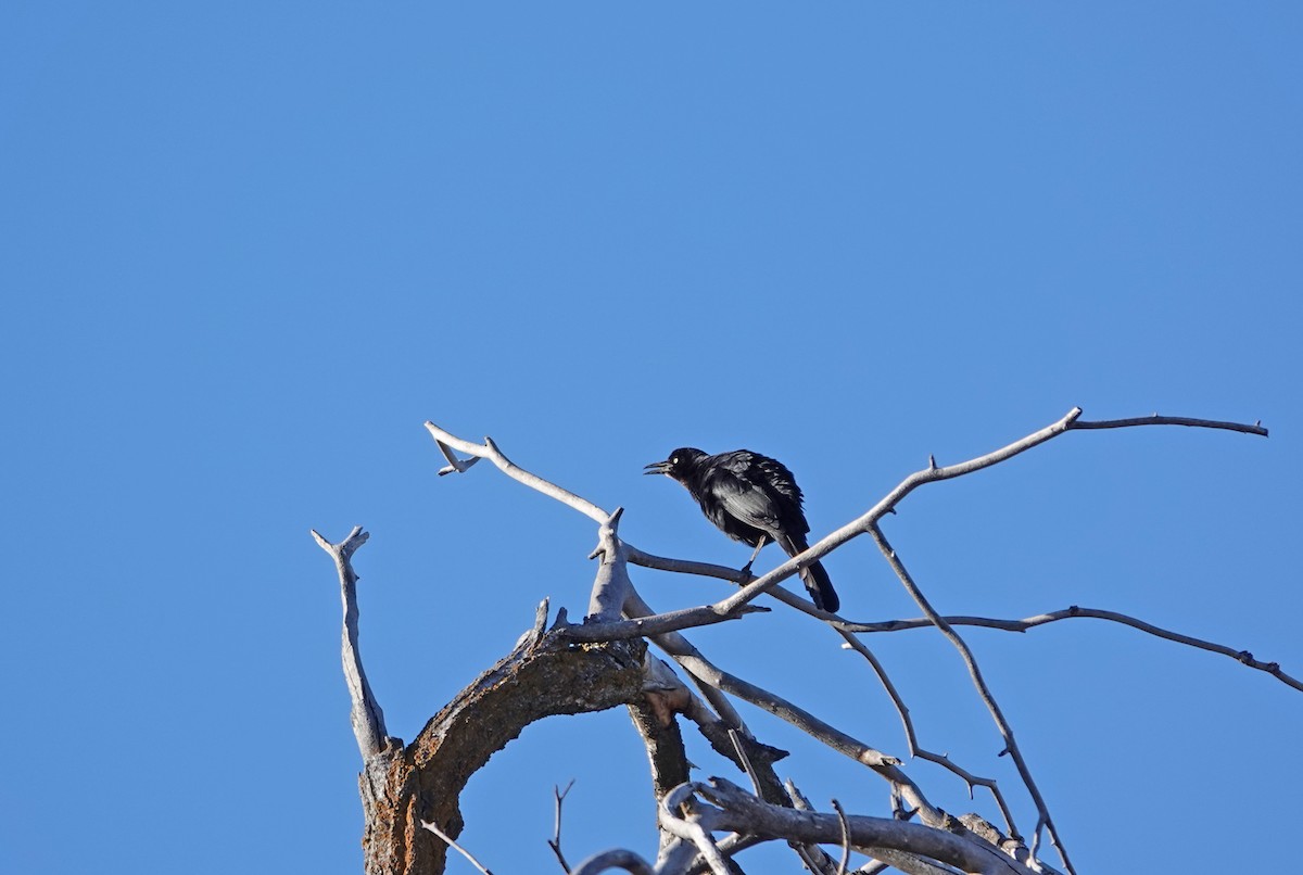 Great-tailed Grackle - ML616222716