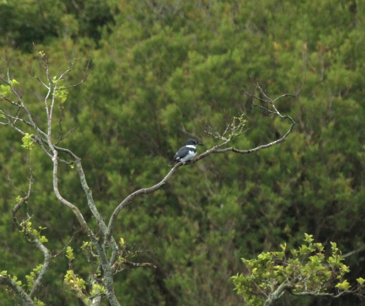 Belted Kingfisher - ML616222994