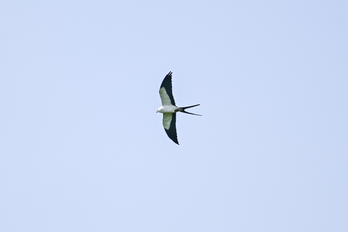 Swallow-tailed Kite - ML616223046