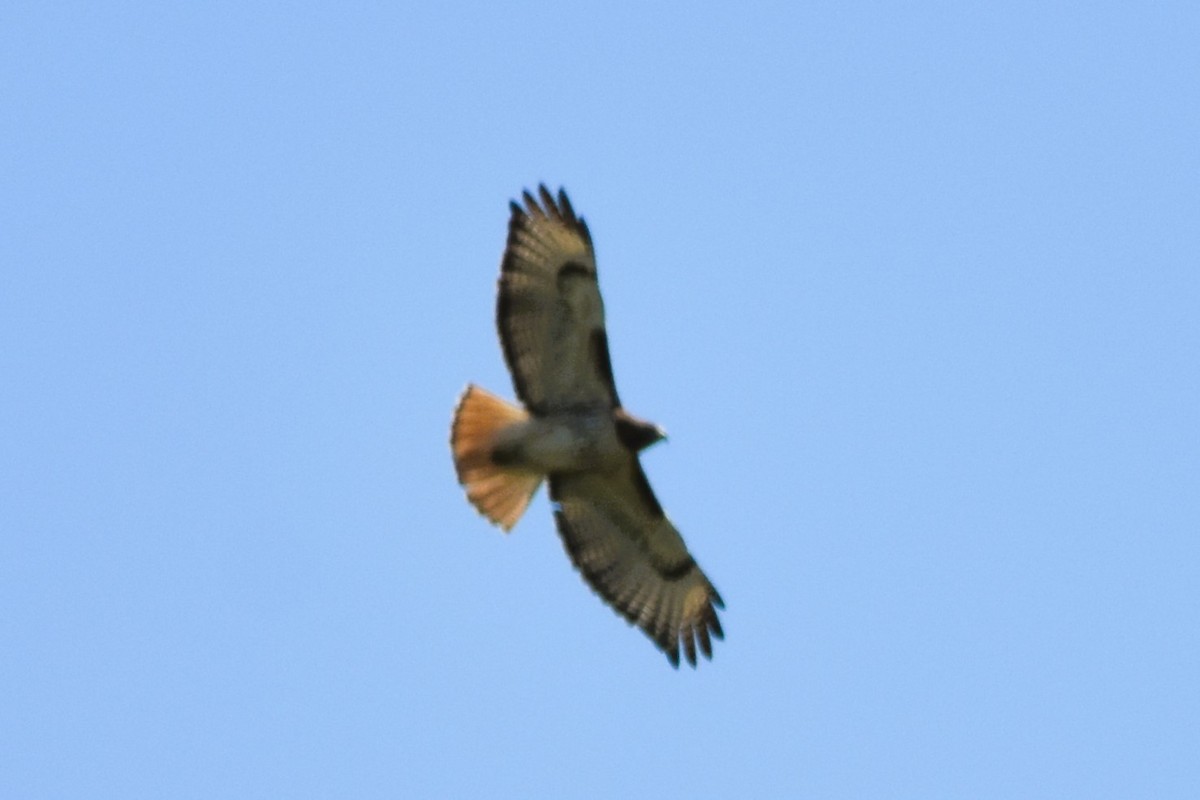 Red-tailed Hawk - ML616223065