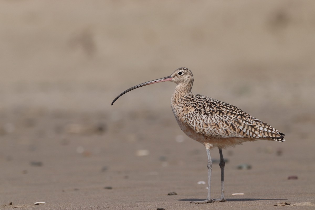 Long-billed Curlew - ML616223087