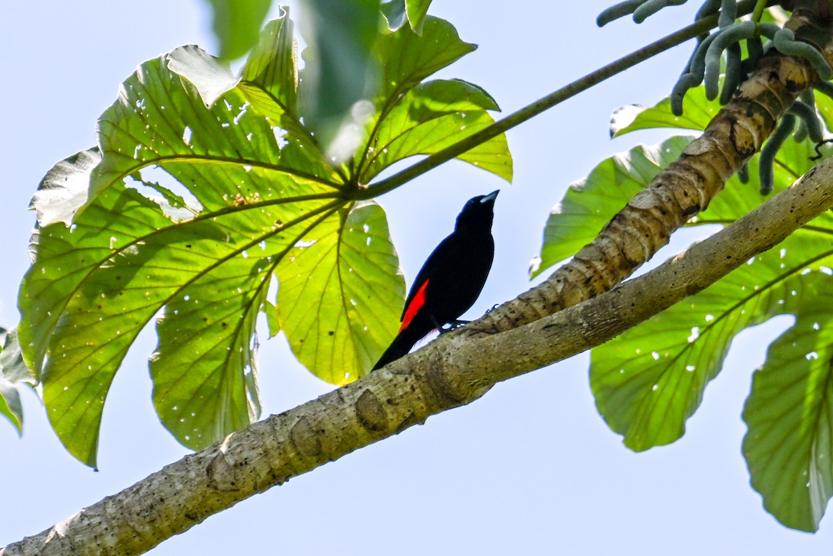 Scarlet-rumped Tanager - ML616223296