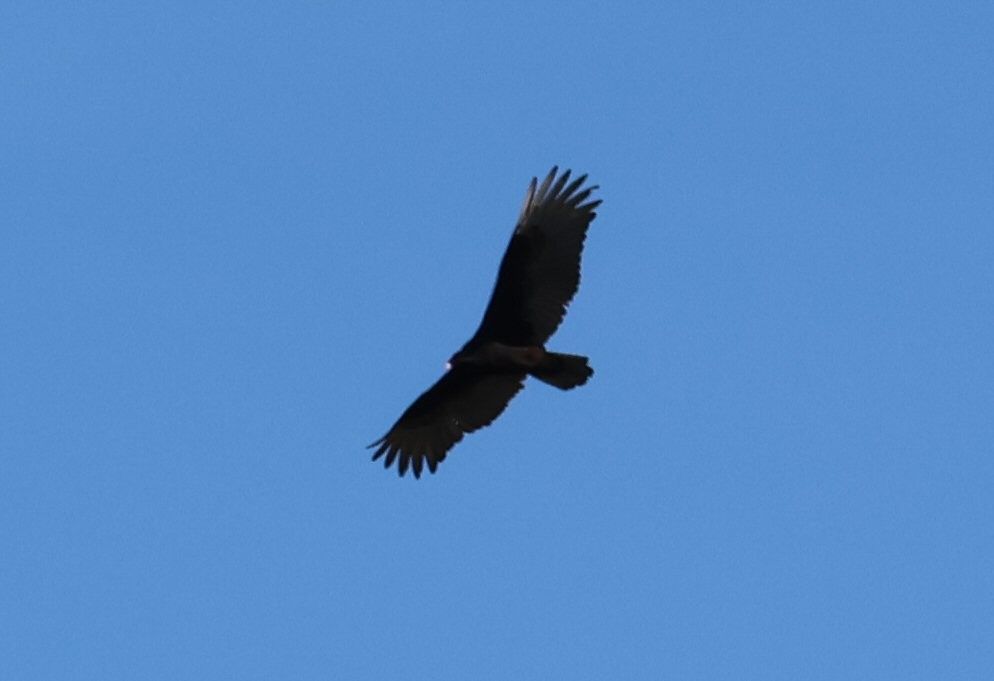 Turkey Vulture - ML616223474