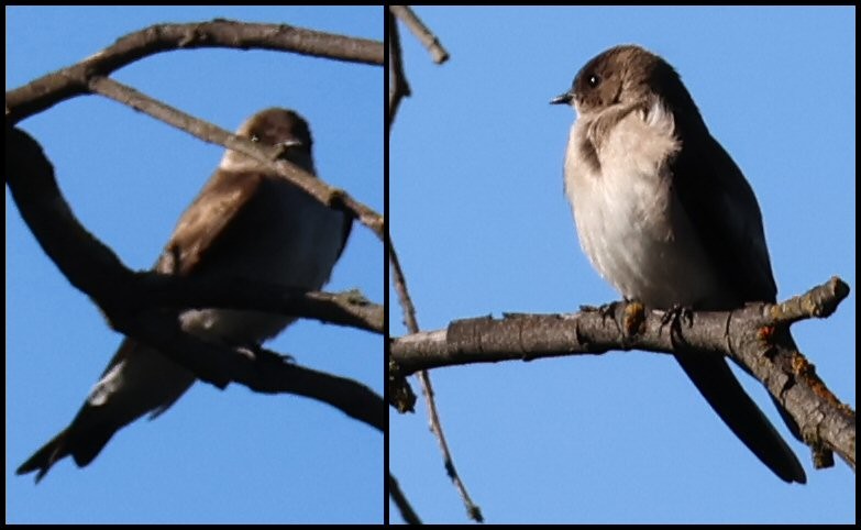 Northern Rough-winged Swallow - ML616223498