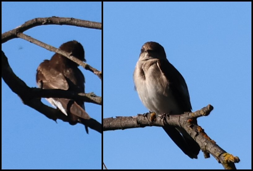 Northern Rough-winged Swallow - ML616223499