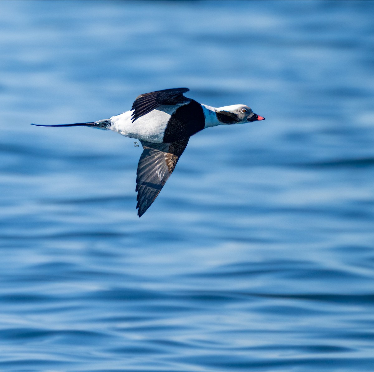 Long-tailed Duck - ML616223628