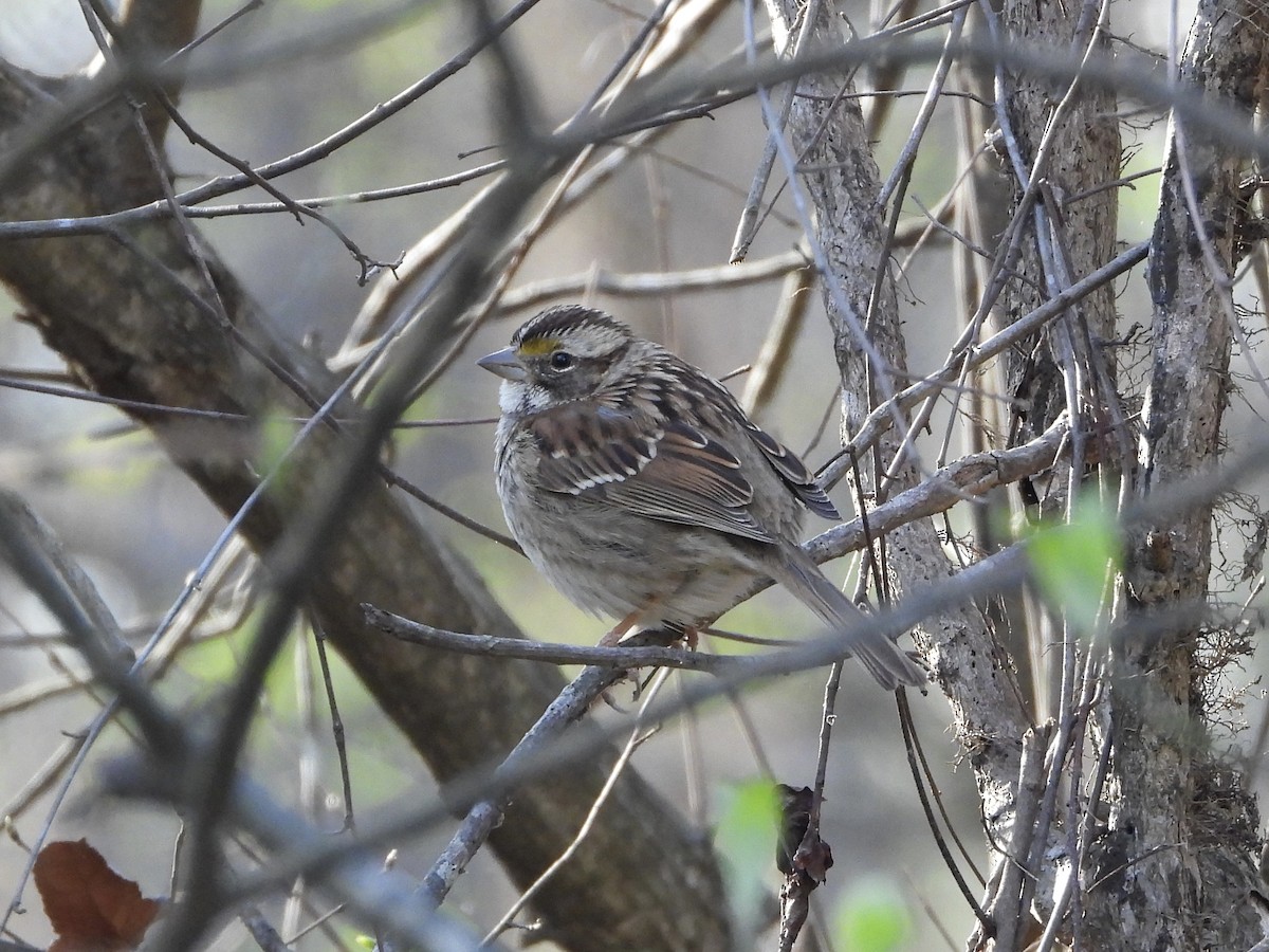 White-throated Sparrow - ML616223737