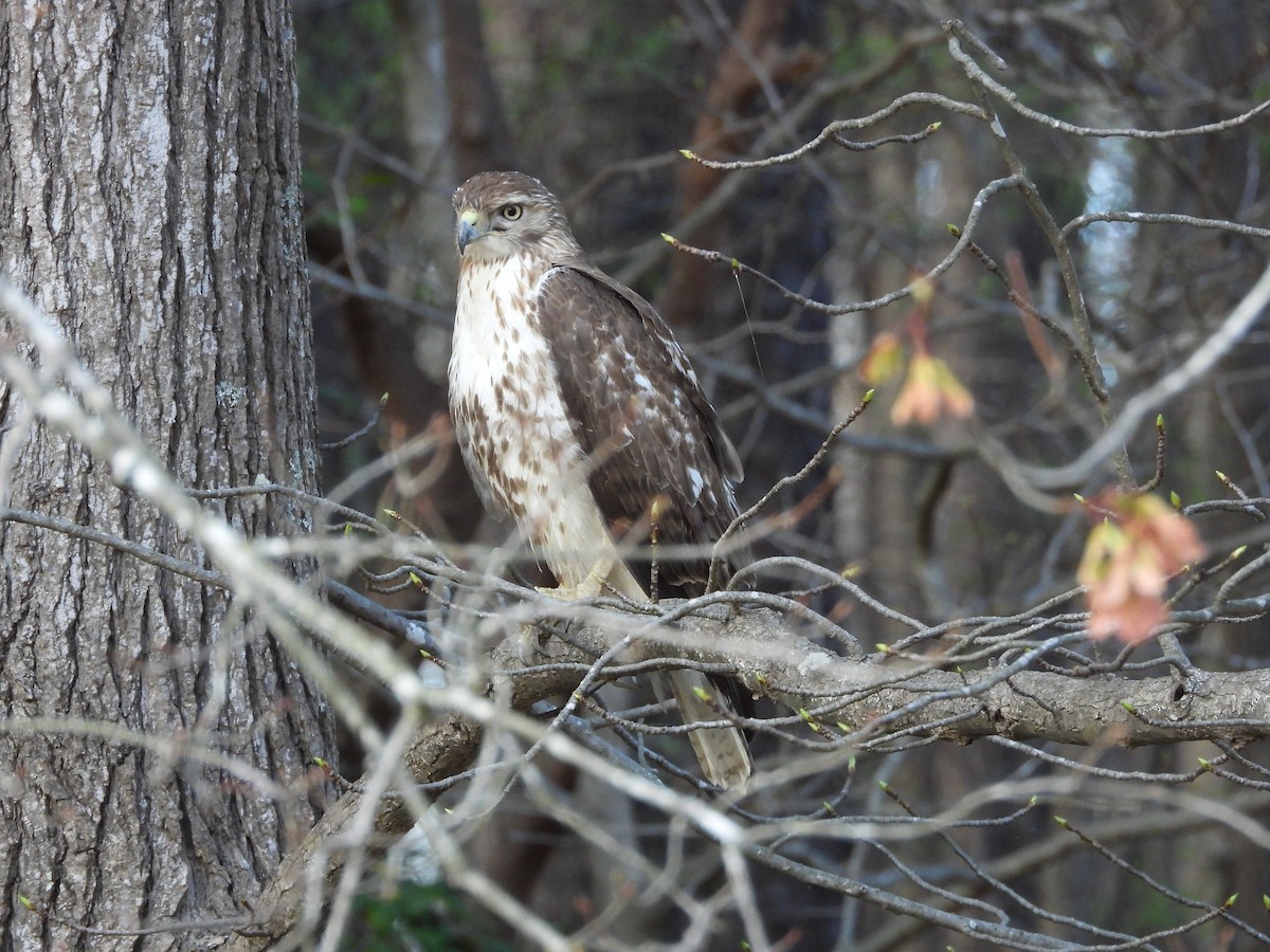 Red-tailed Hawk - ML616223774
