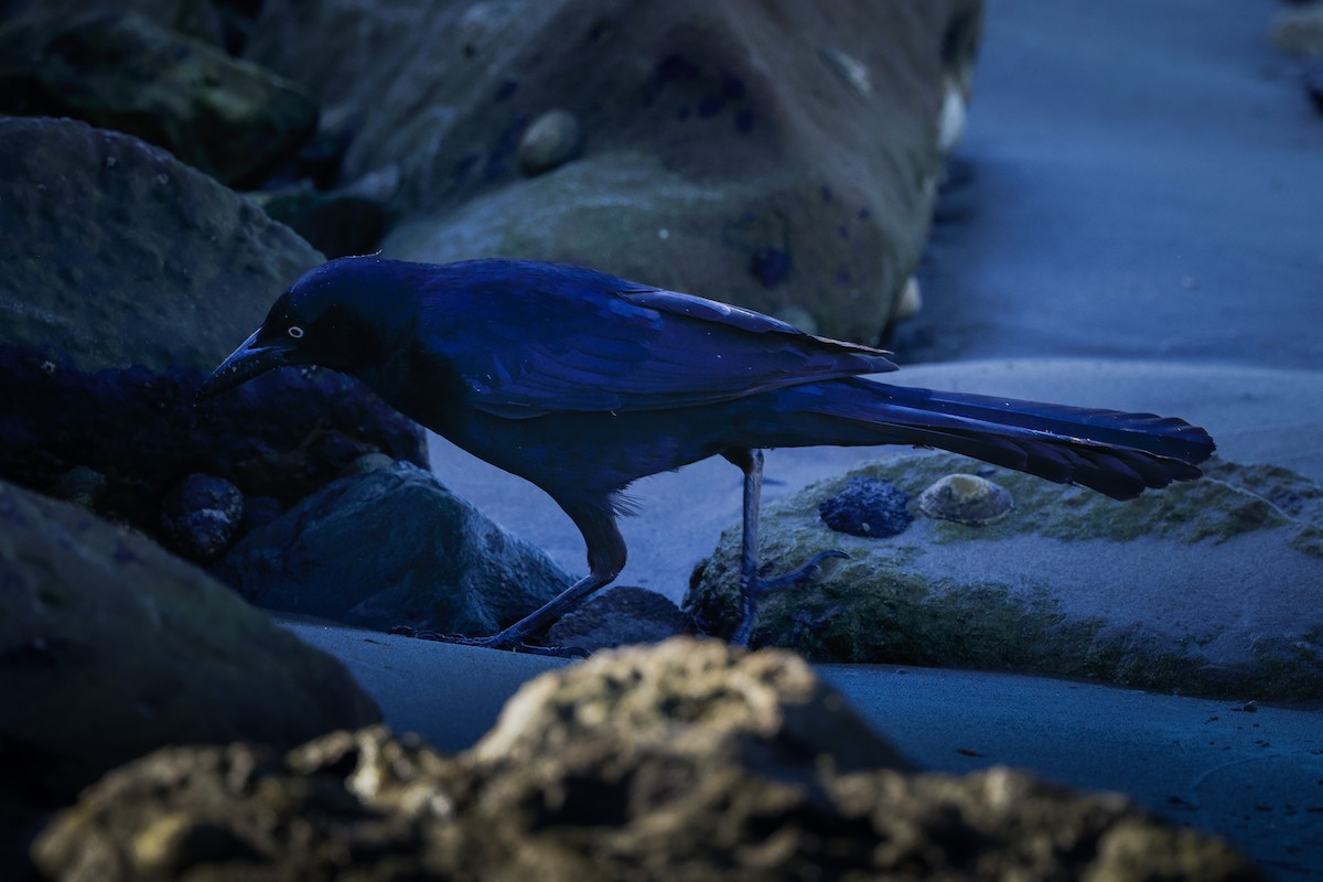 Great-tailed Grackle - ML616223819