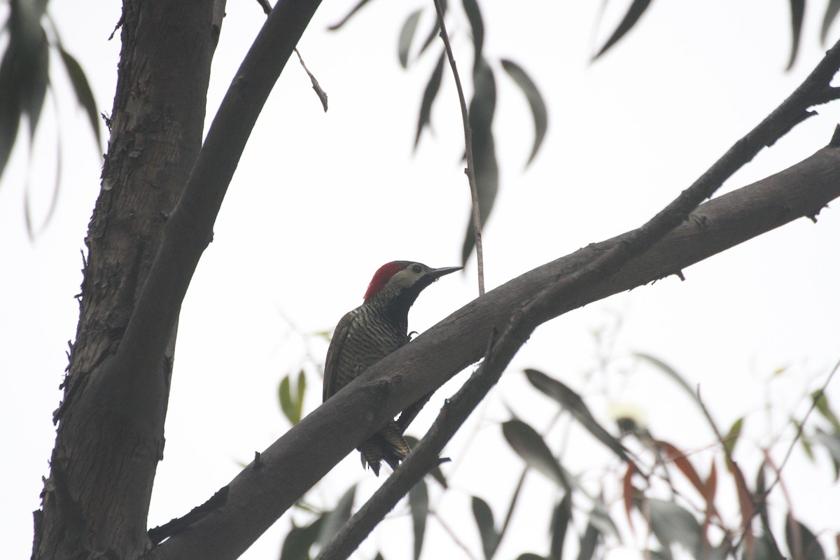 Black-necked Woodpecker - ML616223848