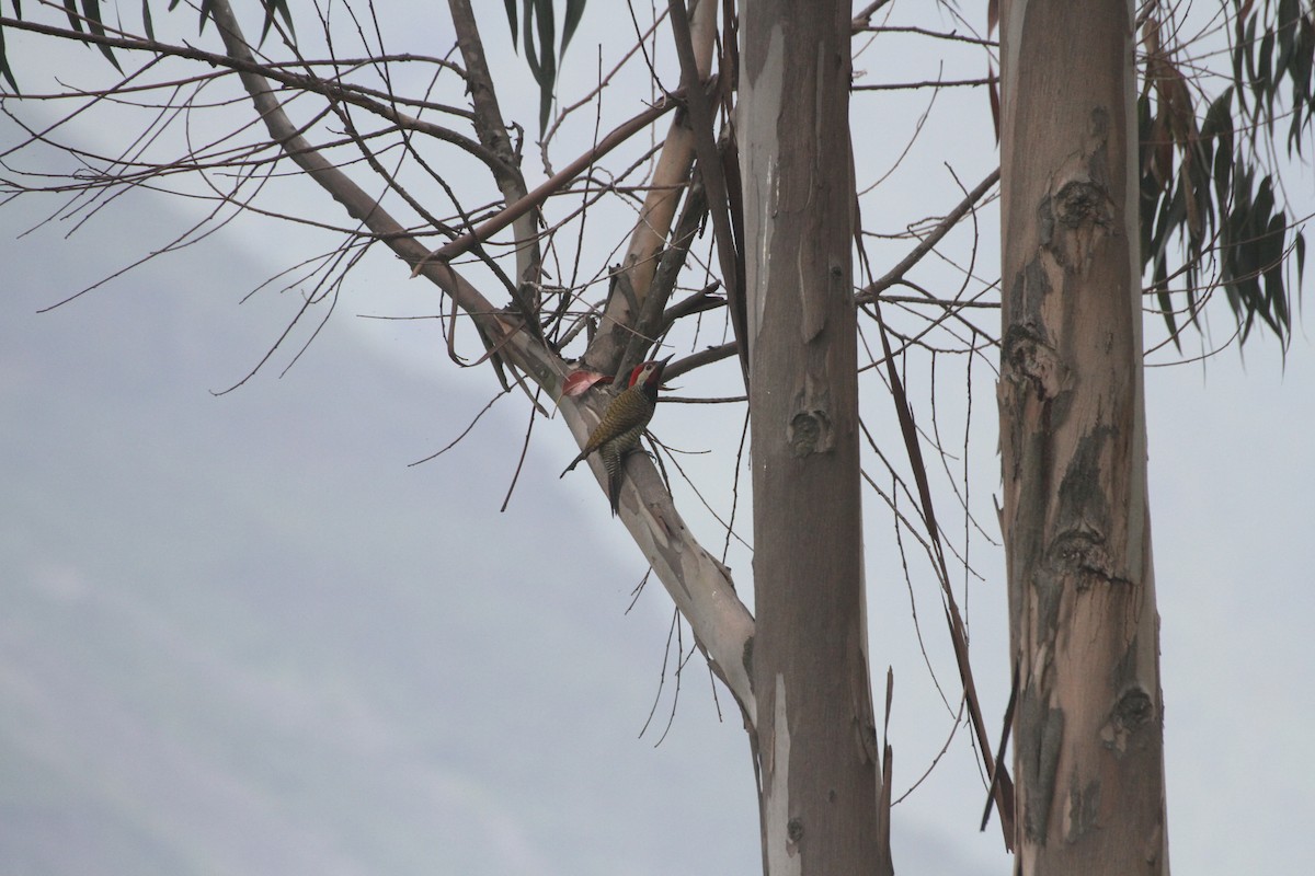 Black-necked Woodpecker - ML616223850