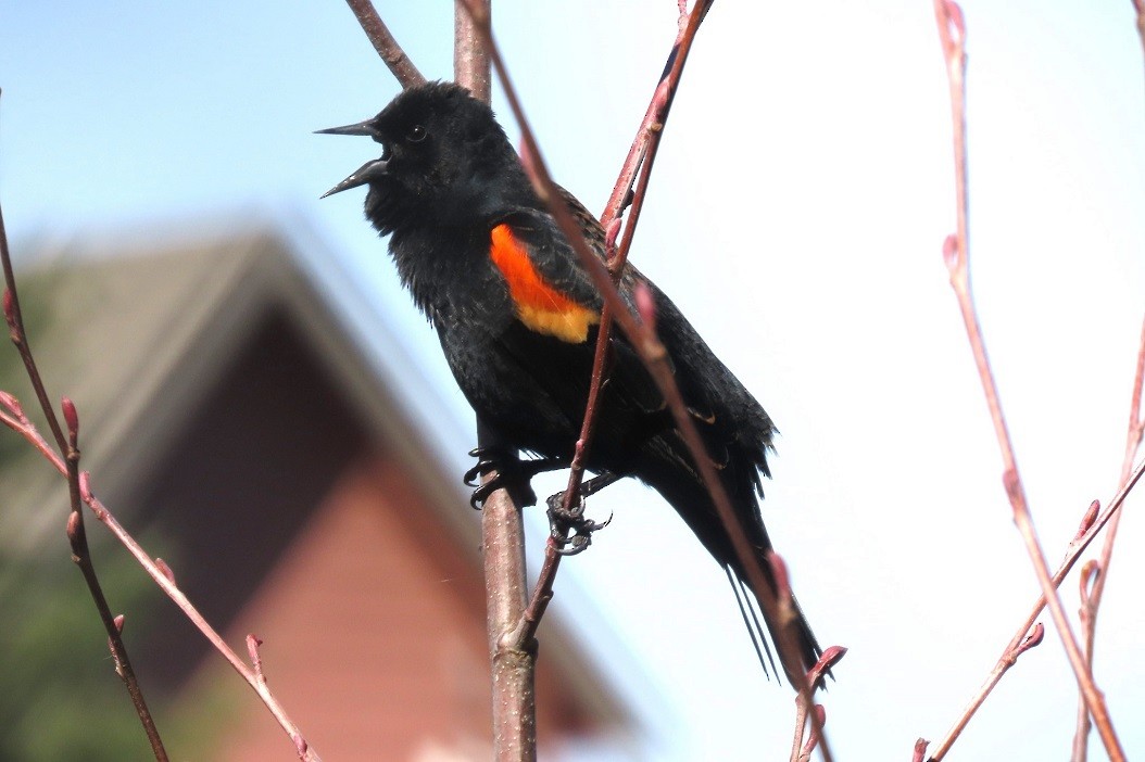 Red-winged Blackbird - ML616223864