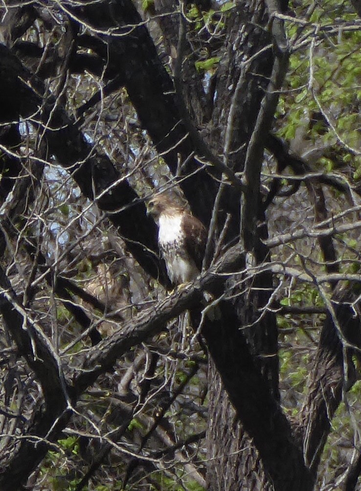 Red-tailed Hawk - ML616223877