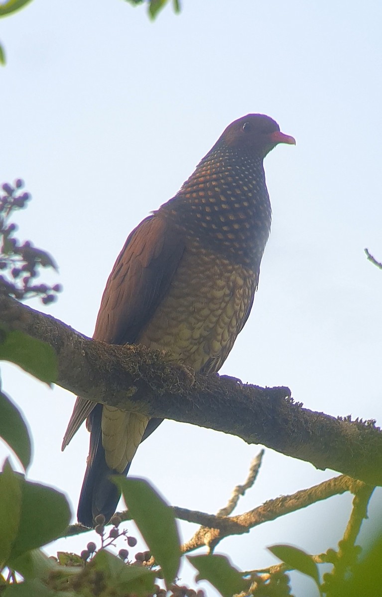 Scaled Pigeon - ML616224006