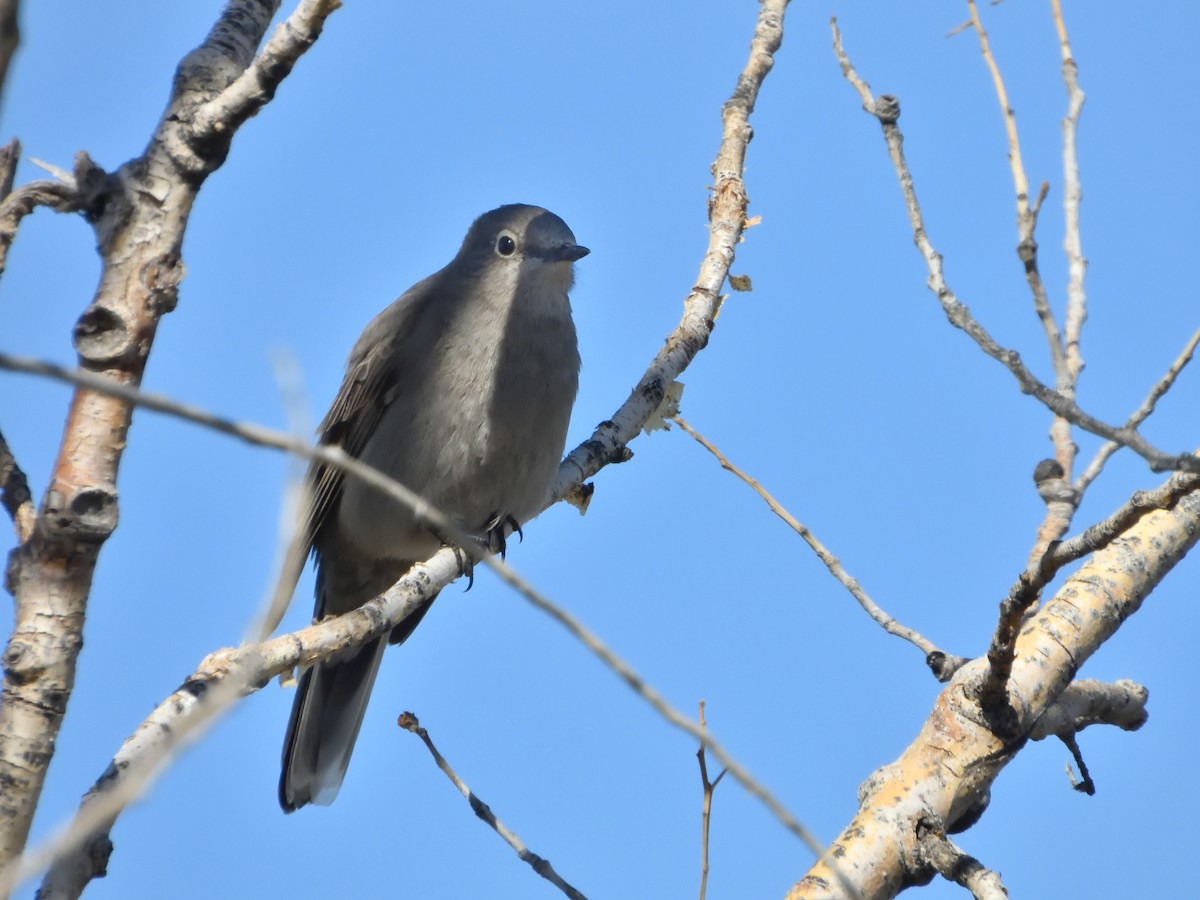 Townsend's Solitaire - ML616224019