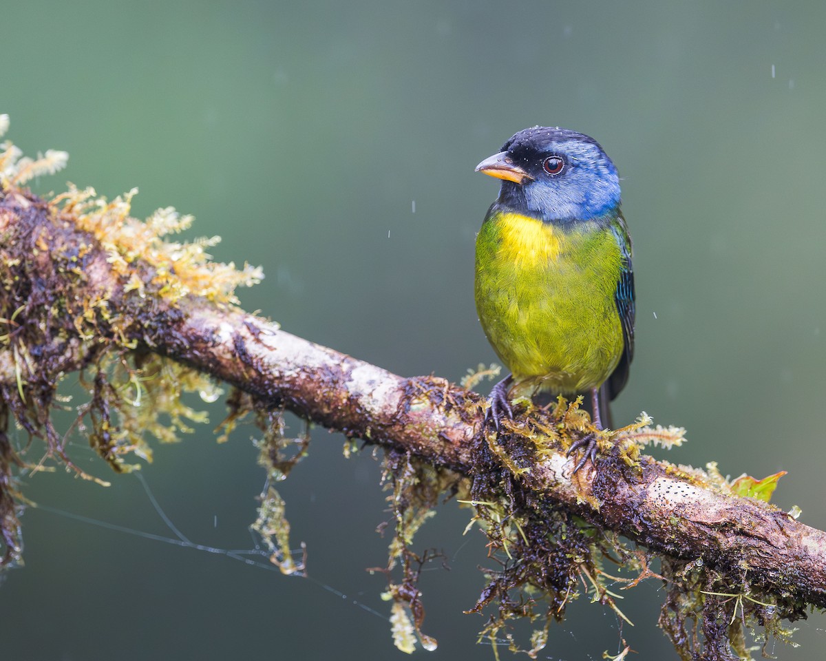Moss-backed Tanager - ML616224036