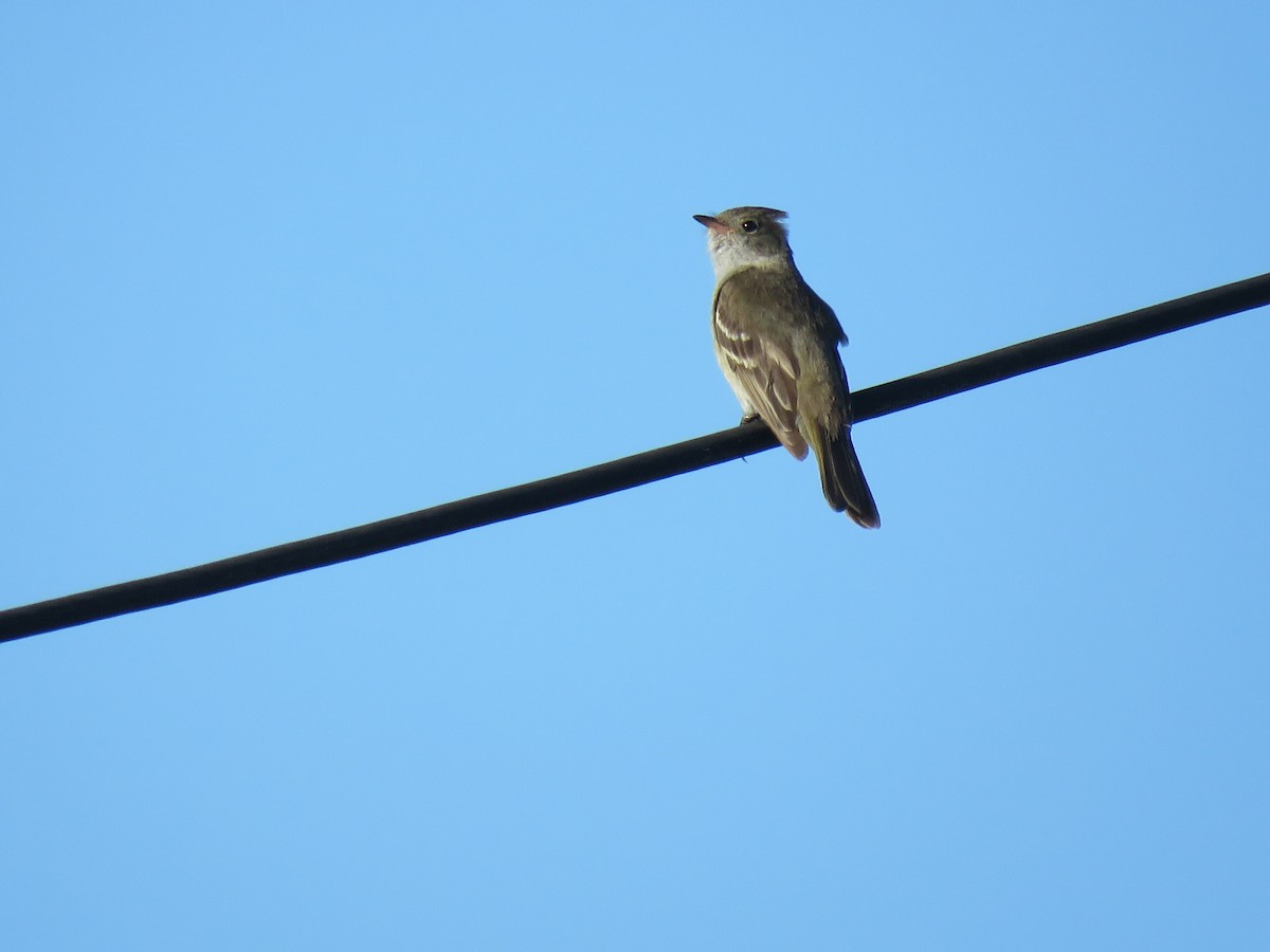 eBird Checklist - 8 Jan 2019 - Minas arroyo El Plata - 7 species