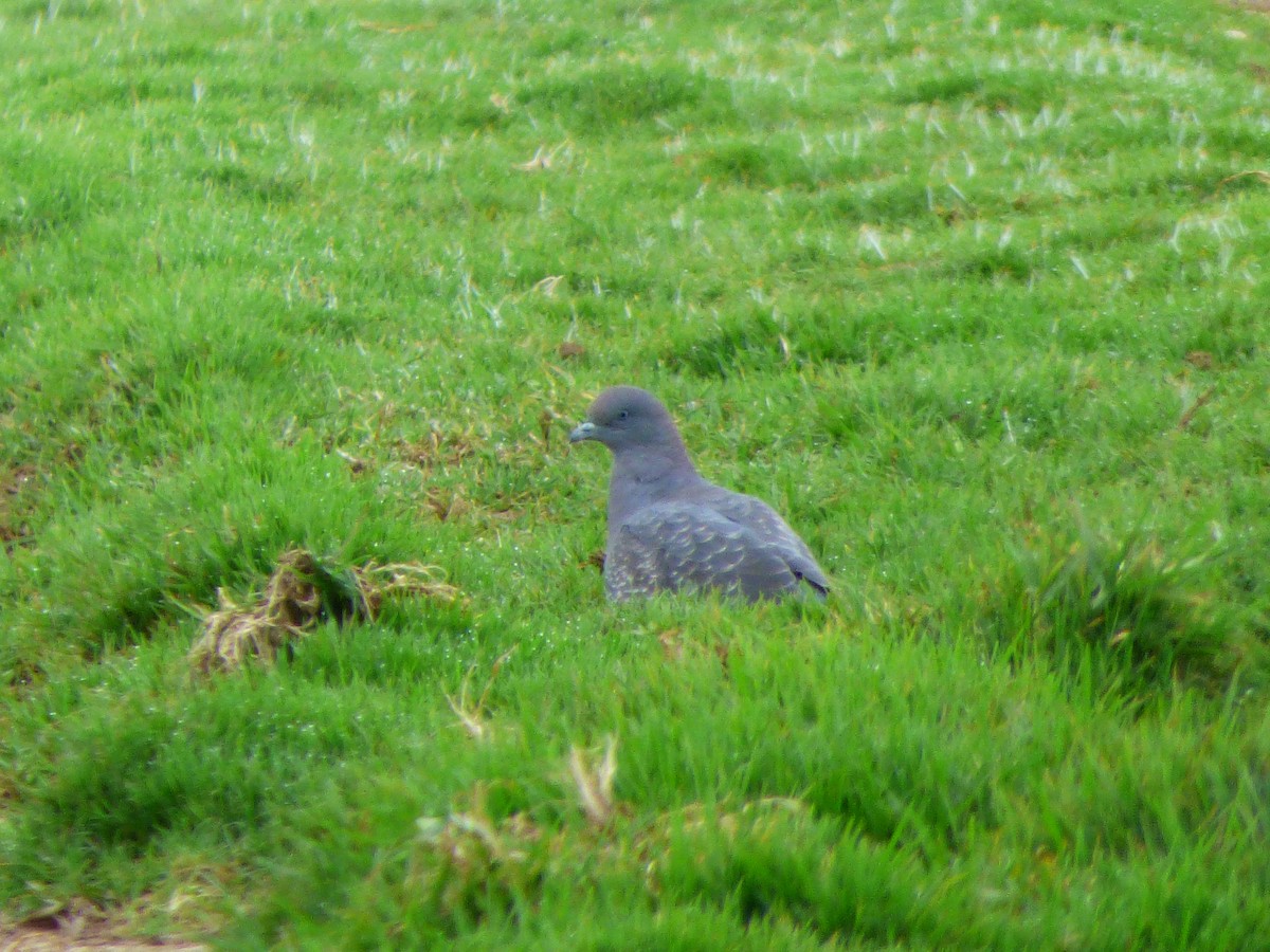 Spot-winged Pigeon - ML616224397