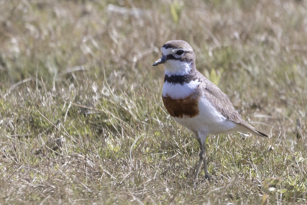 Double-banded Plover - ML616224456