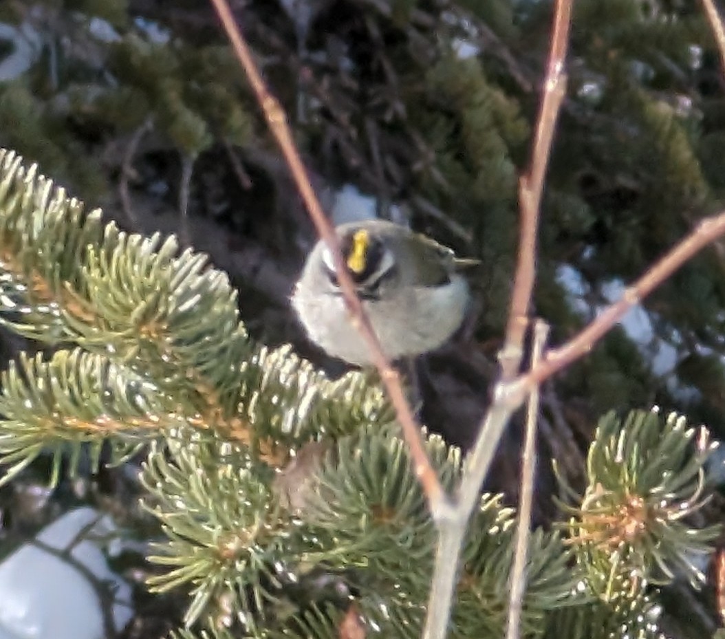 Golden-crowned Kinglet - Zachary Peterson
