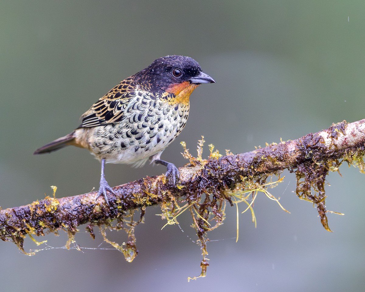 Rufous-throated Tanager - ML616224689