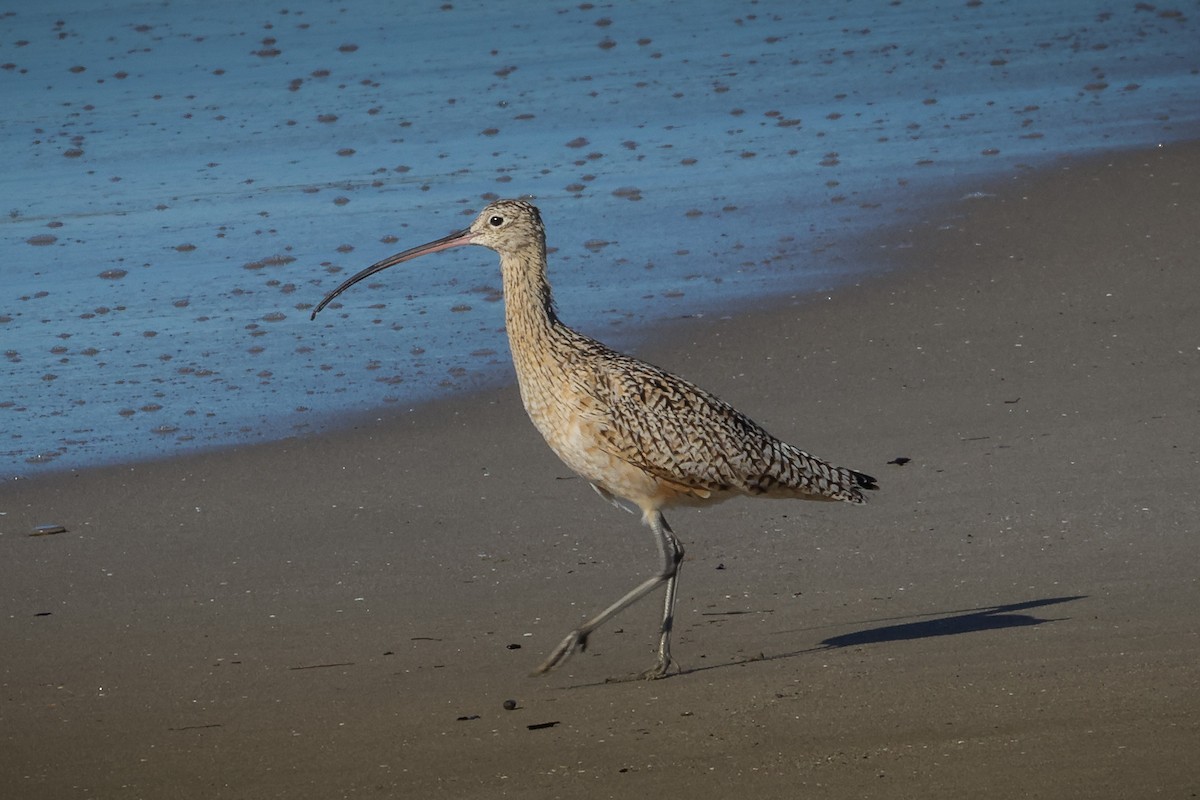 Long-billed Curlew - ML616224895