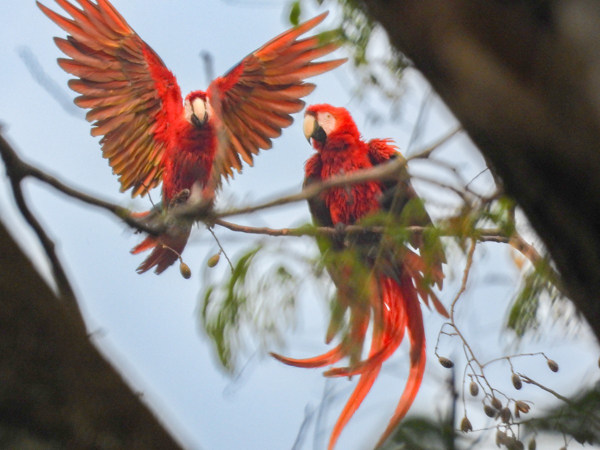Scarlet Macaw - ML616224898