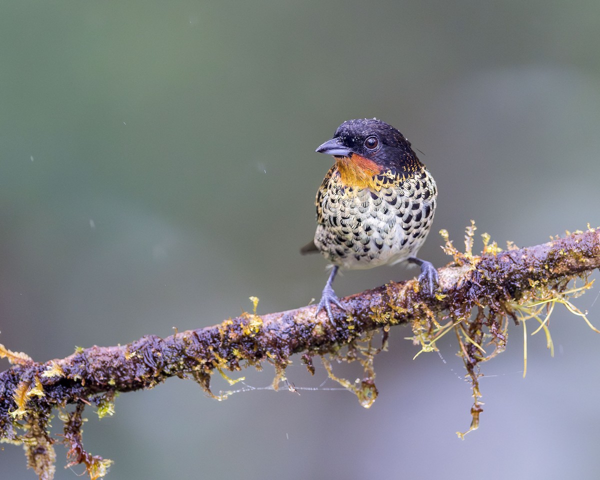 Rufous-throated Tanager - ML616225010