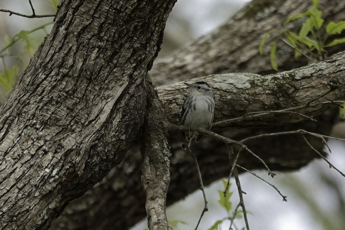 Black-and-white Warbler - ML616225055