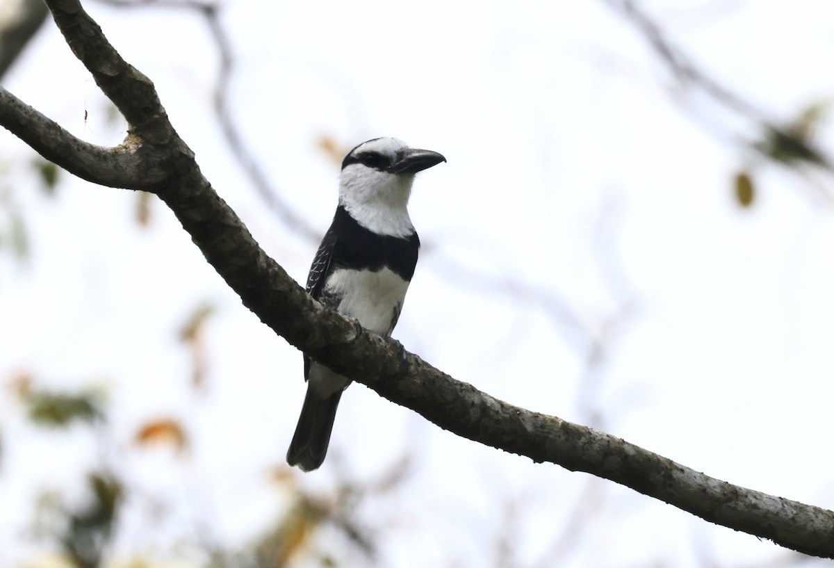 White-necked Puffbird - Ken Oeser