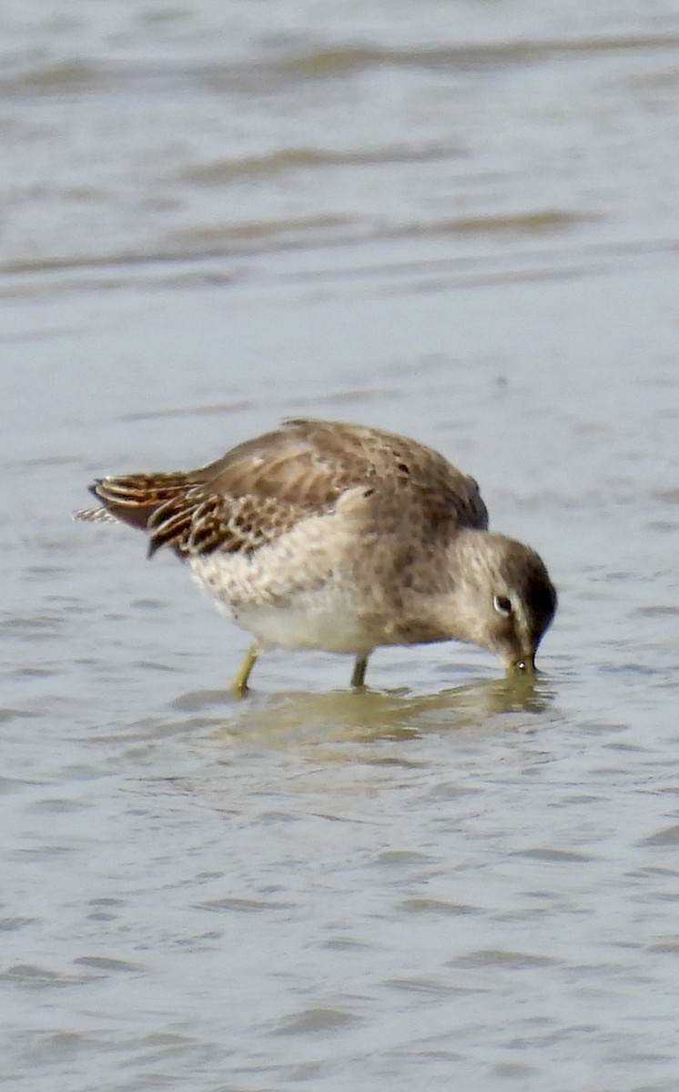 Long-billed Dowitcher - ML616225163