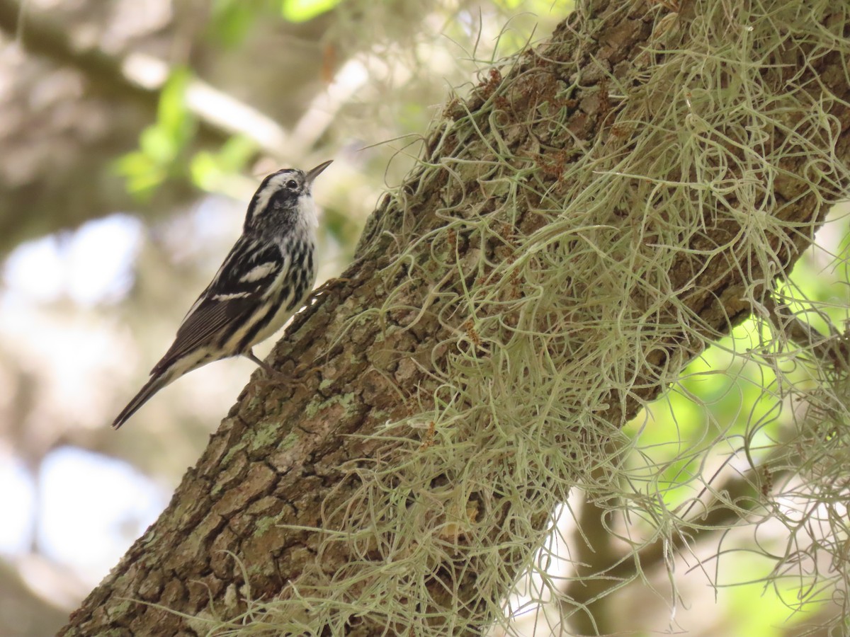 Black-and-white Warbler - ML616225194