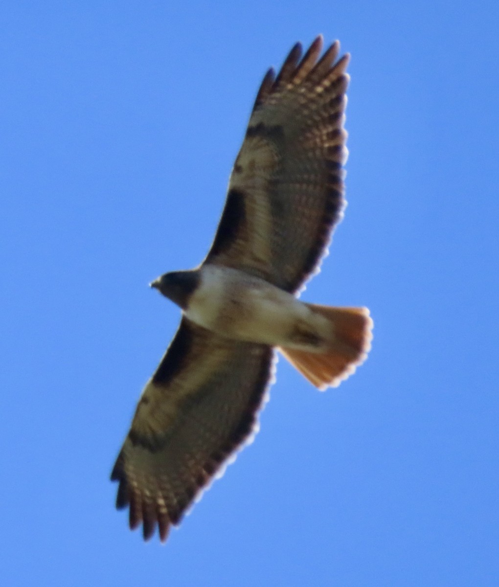 Red-tailed Hawk - ML616225305
