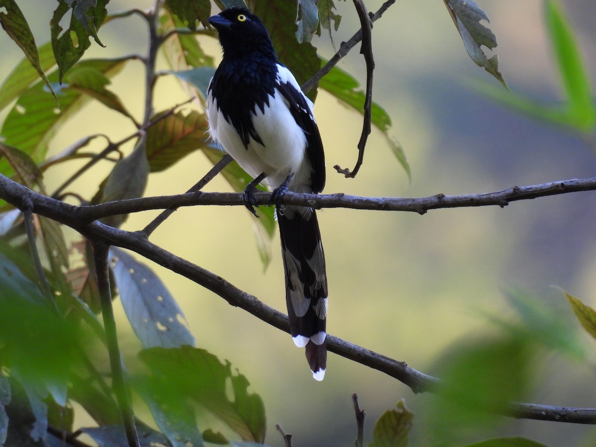 Magpie Tanager - ML616225310