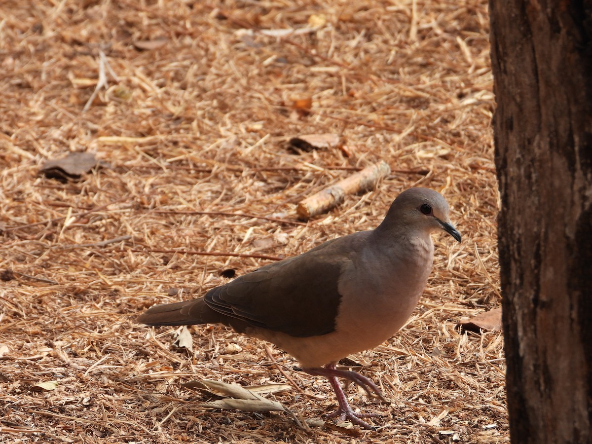 Large-tailed Dove - Más Aves