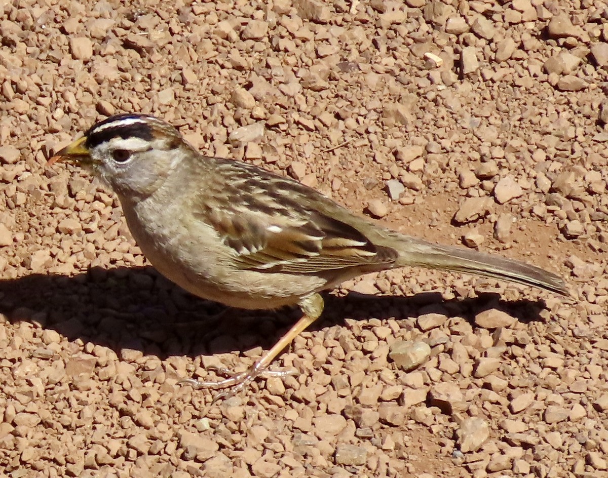 White-crowned Sparrow - Vickie Park