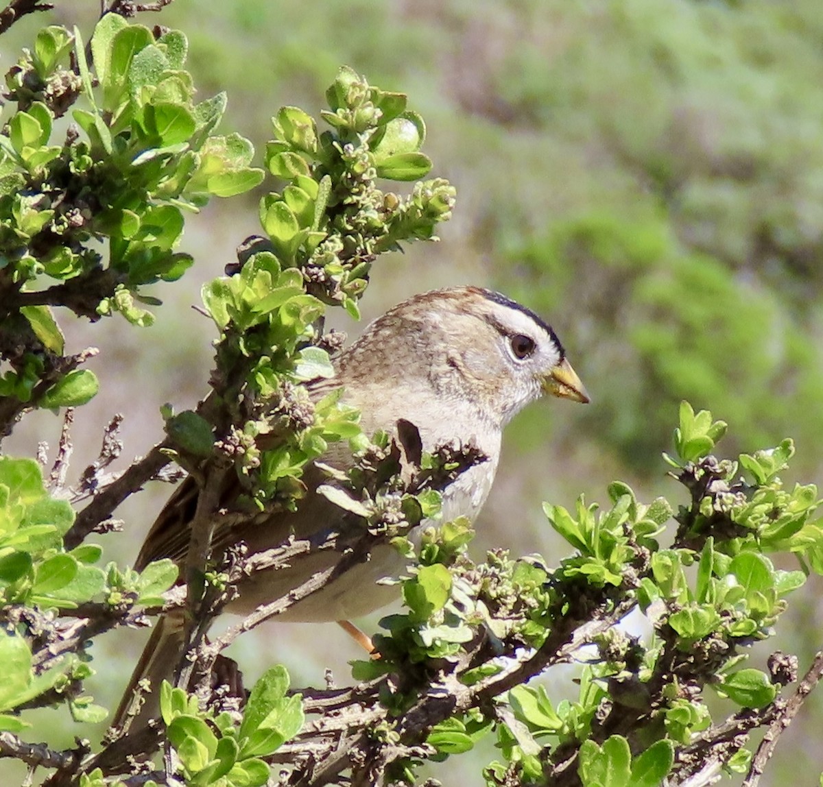 White-crowned Sparrow - ML616225345