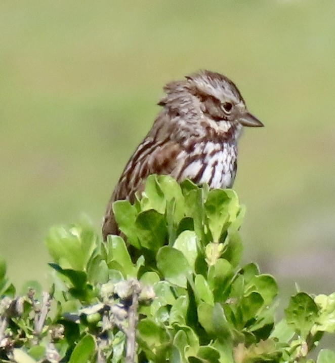 Song Sparrow - Vickie Park