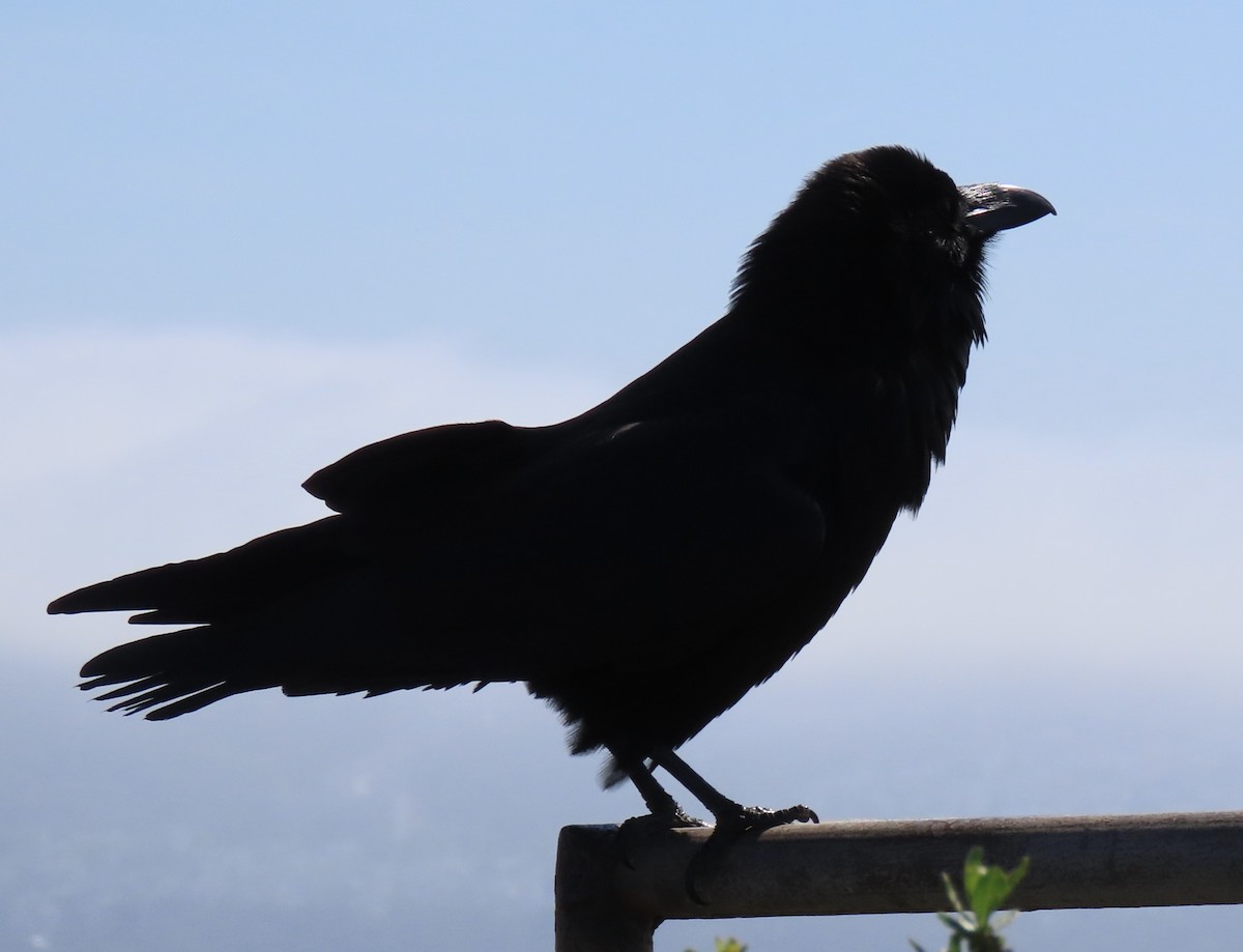 Common Raven - ML616225386